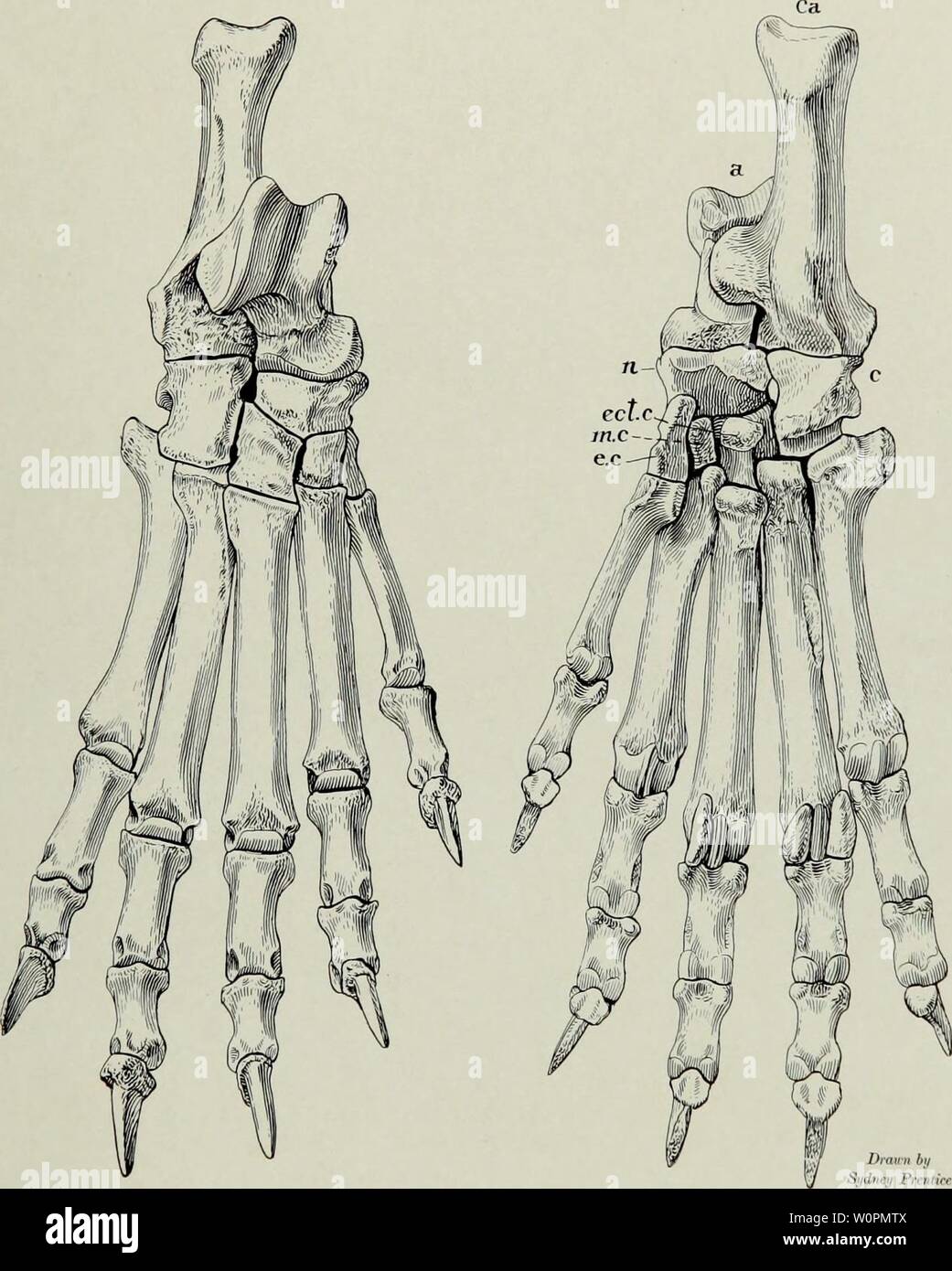 Archivio immagine dalla pagina 90 della descrizione del nuovo carnivori da. Descrizione del nuovo carnivori da Miocene di western Nebraska descriptionofnew45pete Anno: 1910 Memorie Carnegie Museum, Vol. IV, piastra LXXXII. Daphwnodon superbus. Tipo. (N. 1589, C. M. Cat. Vert. Foss.) dorsale plantare e viste del PES. Dimensione naturale. Foto Stock