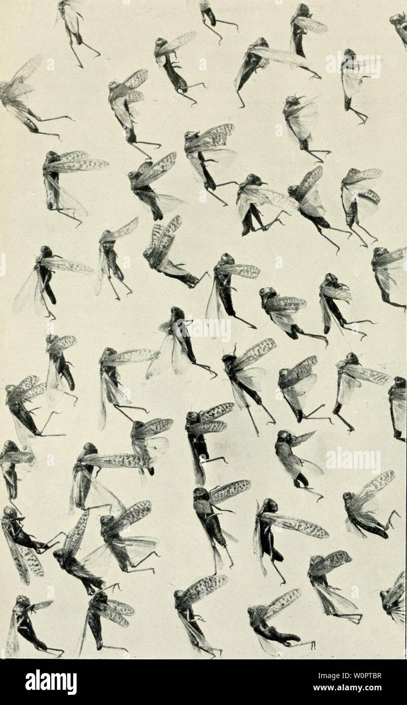 Immagine di archivio da pagina 133 di Der Ornithologische Beobachter (1902). Der Ornithologische Beobachter derornithologisc09ahimè Anno: 1902 Foto Stock