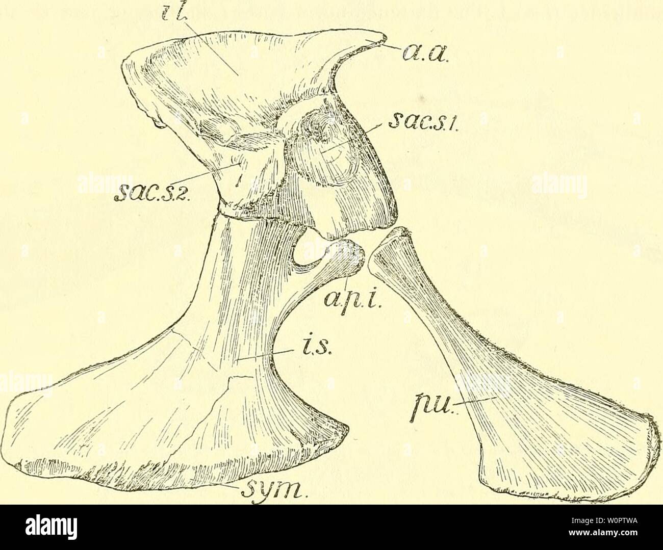 Immagine di archivio da pagina 140 di un catalogo descrittivo del. Un catalogo descrittivo dei rettili marini della Oxford argilla. Basato sulla collezione di Leeds nel British Museum di storia naturale), Londra .. descriptivecatal02brit Anno: 1910 STENEOSAILRUS. Ill parte inferiore dell'acetabolo (acet.). Vi è anche una minore superficie irruvidita cercando quasi direttamente verso l'alto per l'unione con l'ileo, e corrispondenti in forma con il ischiatica della sfaccettatura che osso. La faccia anteriore della porzione posteriore è piatta o concava. Il piccolo ramo anteriore o processo pubica (a.p.i.) è rivolta verso l'alto Foto Stock