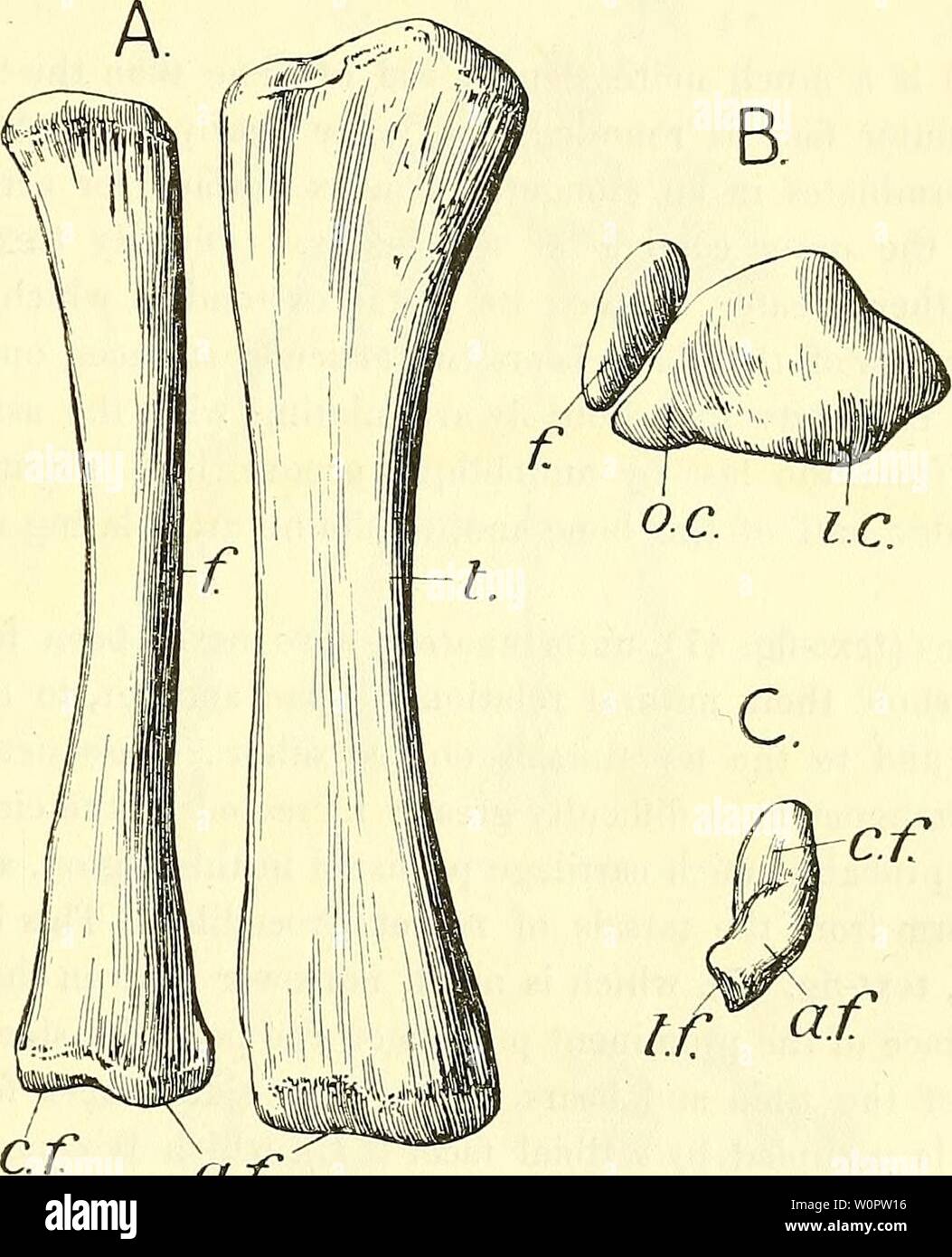 Immagine di archivio da pagina 142 di un catalogo descrittivo del. Un catalogo descrittivo dei rettili marini della Oxford argilla. Basato sulla collezione di Leeds nel British Museum di storia naturale), Londra .. descriptivecatal02brit Anno: 1910 STENEOSAUKUS. 113 sembra essere stata ricoperta con un tampone di spessore della cartilagine e condili sono spesso imperfettamente ossificata. La tibia (testo-fig. 46) è stata relativamente sottile struttura ossea, tutti i campioni essendo molto schiacciato, specialmente nella regione dell'albero. La lunghezza è circa la metà di quella del femore-vale a dire notevolmente meno in proporzione Foto Stock