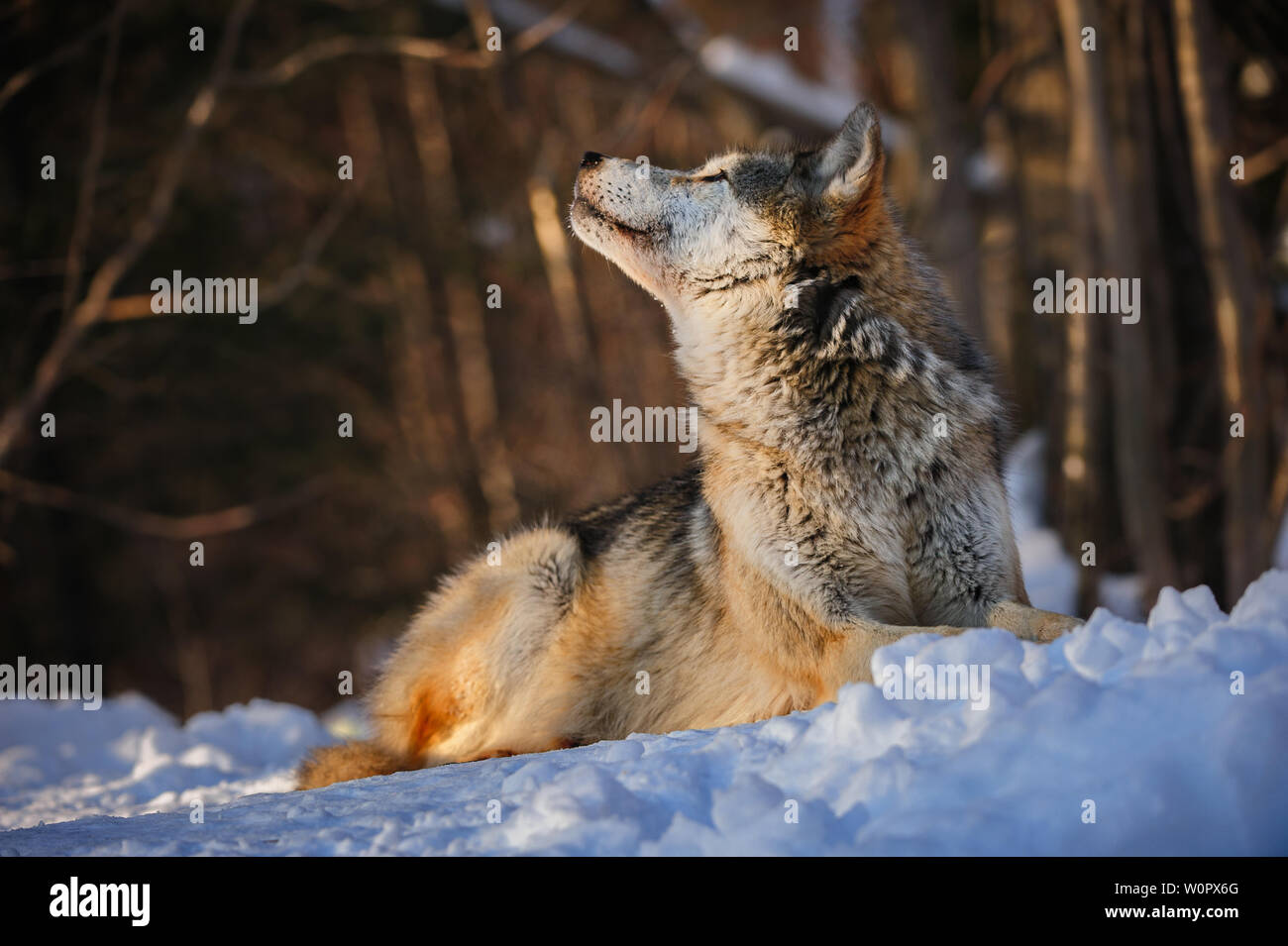 Avviso di Lupo al cielo Foto Stock