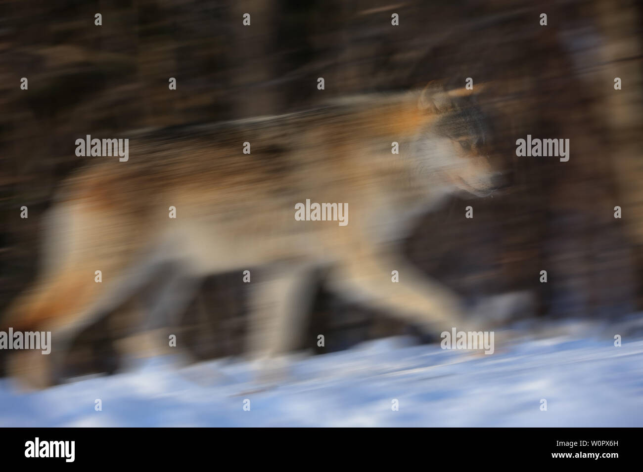 Esecuzione di lupo, Haliburton Highlands, Canada Foto Stock