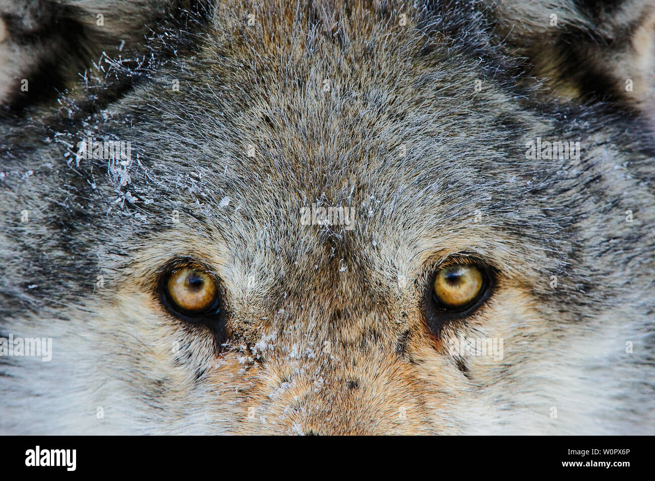 Lo sguardo penetrante del lupo Foto Stock