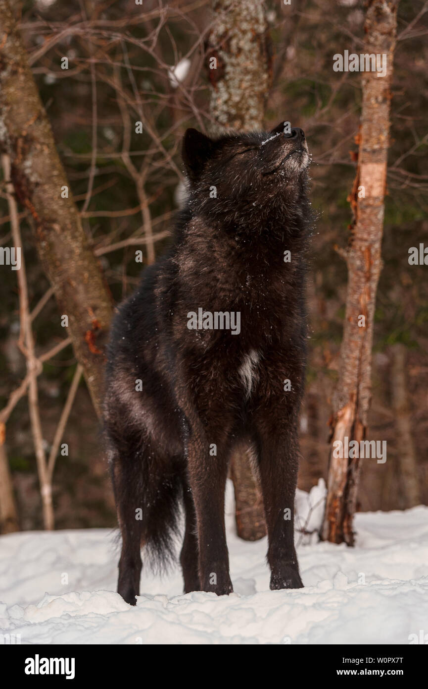 Black Wolf in inverno i boschi Foto Stock