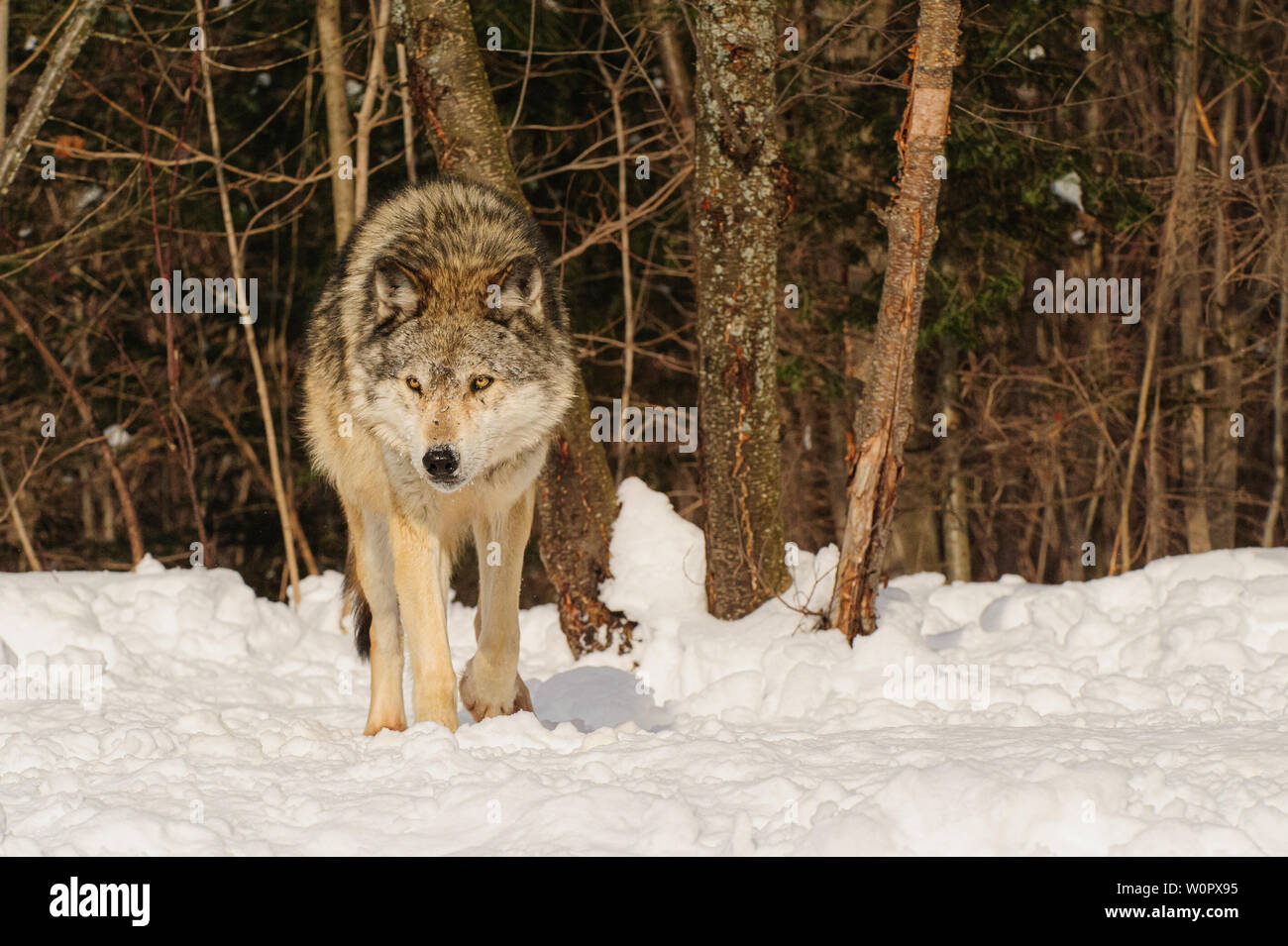 Lupo grigio approccio attraverso la neve Foto Stock