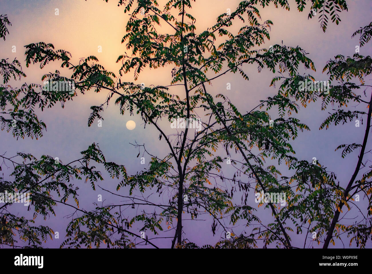 Nebbia Sunrise attraverso gli alberi, Kensington Metropark, Milford, Michigan Foto Stock