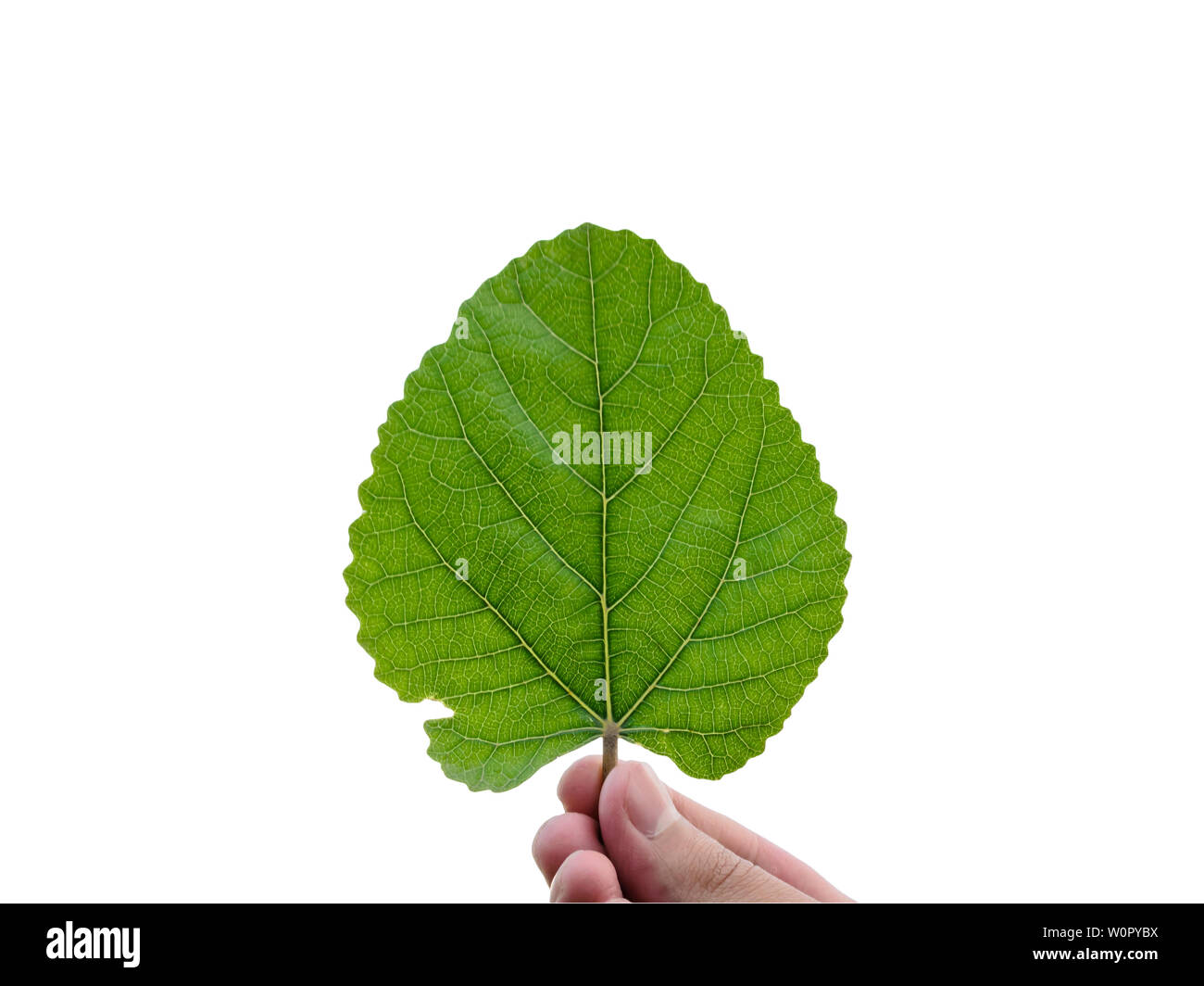 Fresco verde foglia in mano isolati su sfondo bianco Foto Stock