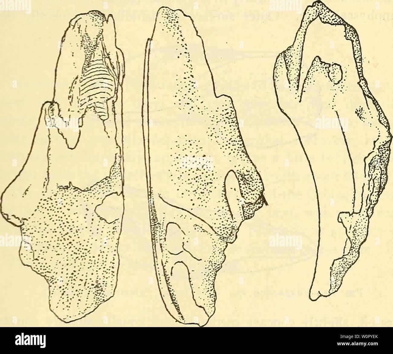 Immagine di archivio da pagina 174 di una descrizione delle fonti fossili. Una descrizione dei pesci fossili rimane del Cretaceo, Eocene e Miocene formazioni del New Jersey descriptionoffos00fowl Anno: 1911 HOLOCEPHALI. 129 Formazione e località. Conosciuta solo da' un imperfetto l'uomo- dibular ascritto alla 'Greensand del New Jersey n. 5' [l'Hornerstown marl, K.] e ora nel museo americano a New York. Edaphodon sp. Destro premuto palatale, un nonnulla per più di due volte più a lungo di larghezza e profondità di circa un terzo di lunghezza. Superficie superiore con una profonda ampia gronda terminante in una fossa profonda, anteriore al quale area Foto Stock