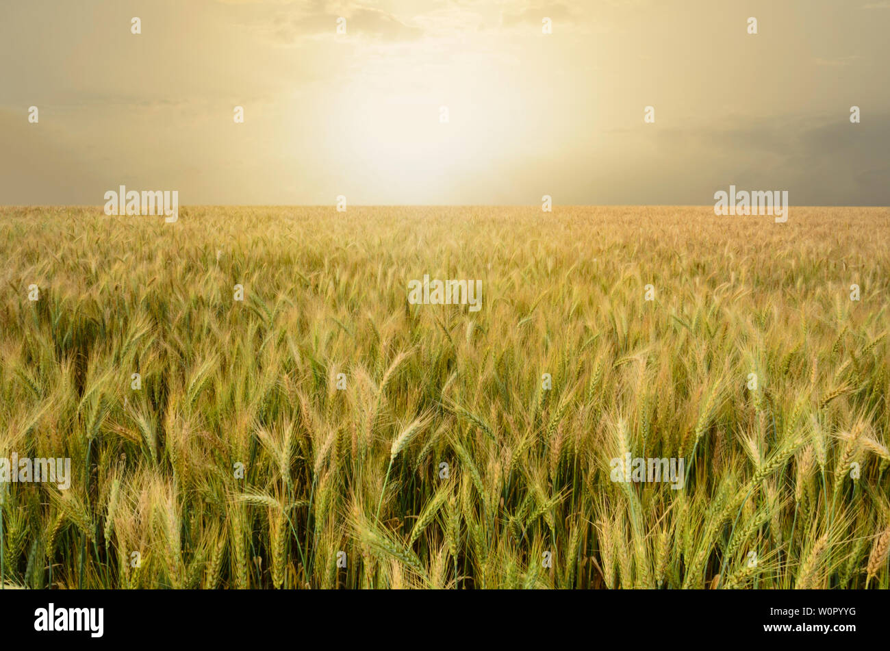 Golden campo di grano sotto la sera Nuvoloso Tramonto Foto Stock