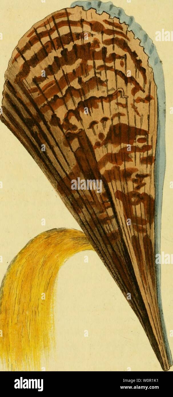 Immagine di archivio da pagina 203 di [descrizioni e illustrazioni di molluschi. [Descrizioni e illustrazioni di molluschi : estratte da del naturalista descriptionsillu miscellanea12shaw Anno: 1800 4. iX.jr  ".,  .&lt;y/,™-/r'/r/,4r5&lt;&lt;'-.-"'-" ''9- Foto Stock
