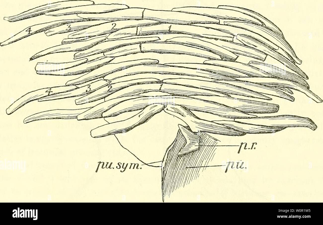 Immagine di archivio da pagina 204 di un catalogo descrittivo del. Un catalogo descrittivo dei rettili marini della Oxford argilla. Basato sulla collezione di Leeds nel British Museum di storia naturale), Londra .. descriptivecatal01brit Anno: 1910 CRYPTOCLEIDUS OXONIENSIS. 17= quasi ovale piana facet per i processi trasversali. Esterno a questo ispessimento prossimale sono leggermente compressi da prima backvsards, e il loro bordo superiore porta una cresta affilata che termina esternamente in un leggermente posteriormente deflesso crest. Esterno a questo di nuovo le nervature sono quasi circolare in sezione ; essi essere Foto Stock