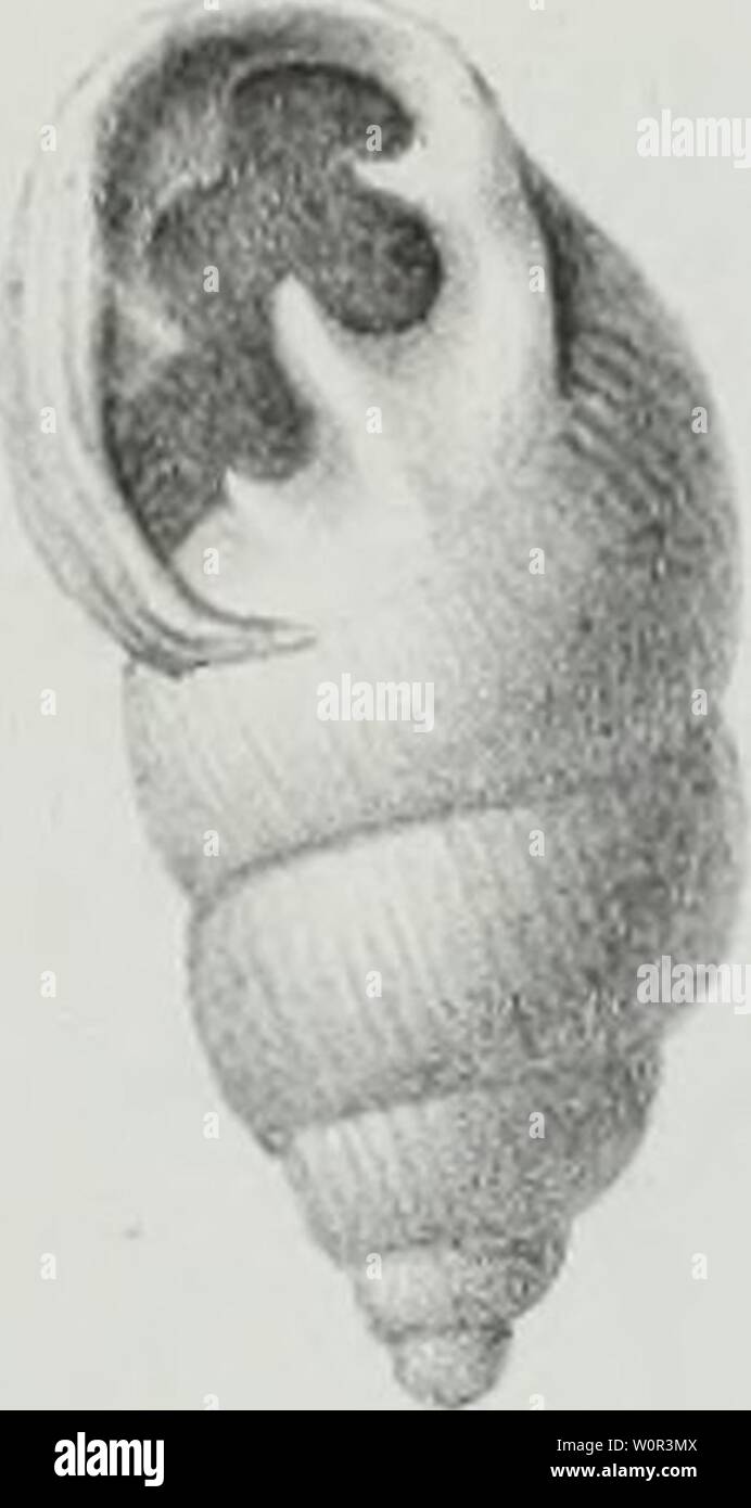 Immagine di archivio da pagina 226 di descrizione des animaux sans vertèbres. Descrizione des animaux sans vertèbres découverts dans le bassin de Paris pour servir de supplément à la Description des coquilles fossiles des dintorni de Paris comprenant une revue générale de toutes les espèces actuellement connues descriptiondesan0203pldes Anno: 1860 3elaha.voi ad na.t in giro. Âel. 16 Êh 1 17 / --'i a 28 ': 44 31 Foto Stock