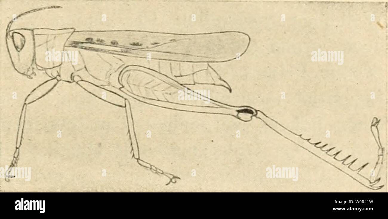 Immagine di archivio da pagina 232 di Der Tropenpflanzer; zeitschrift fr tropische. Der Tropenpflanzer; zeitschrift fr tropische landwirtschaft dertropenpflanze20berl Anno: Abb. 13. Aegyptium Acridium L., Kopf und Vorderbrust, X3/4- (originale). Abb. 14. Euprepocnemis sp., Weibchen. (Orig.) des Hinterleibsrückens und durch die abgestumpfte forma der Lamina supraanalis beim Männchen sehr deutlich unterscheidet. Die Männchen haben eine Länge von 23, die Weibchen bis 38 mm. Das Halsschild besitzt sehr stumpfe Seitenkanten, die nur durch hellere Färbung sich abheben, jedoch einen scharfen, von drei Ouerf Foto Stock