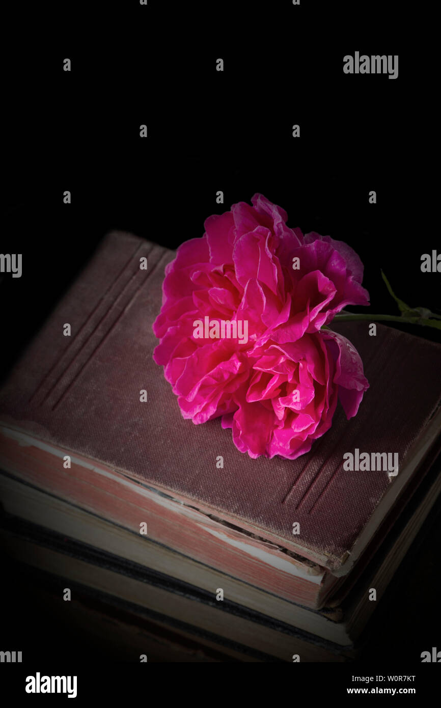 Fiore rosa sulla sommità di una pila di vecchi libri antichi. Su uno sfondo nero. Foto Stock