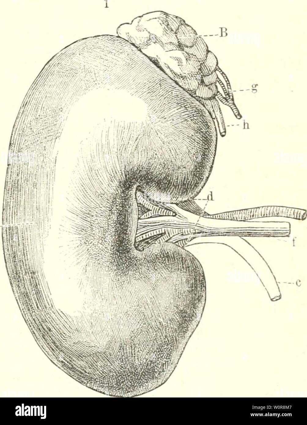 Immagine di archivio da pagina 318 di Der Mensch (1886-). Der Mensch dermensch01rankuoft Anno: 1886- 1 iRecte liiere un unö 9lebenniere B; c Harnleiter - d Hilus - e 92ierenarfertc - f 5?iercn"enc - g 9lrterie, h SSene ber 9iebennicrc. - 2 SD)nitt au§ ber IN MODO"Jitte ber 9Herc eiue§ ßinbe". Un "KiereiitDÜrjcen - b Spie, c TOittclftüc! Berfelbcn - d 3linbenfd)id)t ber TOerenfubftan', - e 9!ierenbeden - f ."öarnlciter. SSfll. Sejt, S. 256. TOerben. 3&GT;iel ficiner (meift etiuaiS unter 1 g in 24 Stunben) unb loedfelnb finb bie 3)iengen oon reatin, Creatinin, fpejififdje (eiüidjt äöaffer beS" = 1000, fo essere Foto Stock