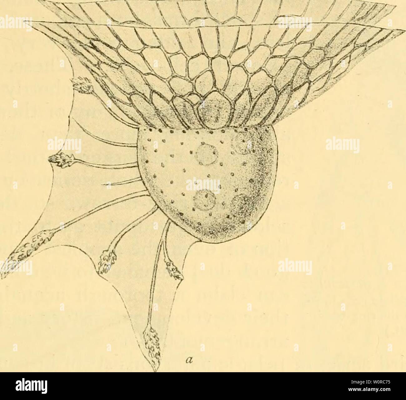 Immagine di archivio da pagina 364 della profondità dell'oceano. La profondità del mare : un conto generale della scienza moderna di oceanografia in gran parte basato su ricerche scientifiche del norvegese vaporizzatore Michael Sars nel Nord Atlantico depthsofoceangen00murr Anno: 1912 pelagiche vita vegetale 329 phorescent delle alghe ; biologicamente sono del 'vescica- tipo." altre specie sono allungate (vedere Fig. 238), dritti o a forma di mezzaluna. Entro le loro cellule formano grandi zoo- rf -rr T Foto Stock Immagine di archivio da pagina 364 della profondità dell'oceano. La profondità del mare : un conto generale della scienza moderna di oceanografia in gran parte basato su ricerche scientifiche del norvegese vaporizzatore Michael Sars nel Nord Atlantico depthsofoceangen00murr Anno: 1912 pelagiche vita vegetale 329 phorescent delle alghe ; biologicamente sono del 'vescica- tipo." altre specie sono allungate (vedere Fig. 238), dritti o a forma di mezzaluna. Entro le loro cellule formano grandi zoo- rf -rr T Foto Stock