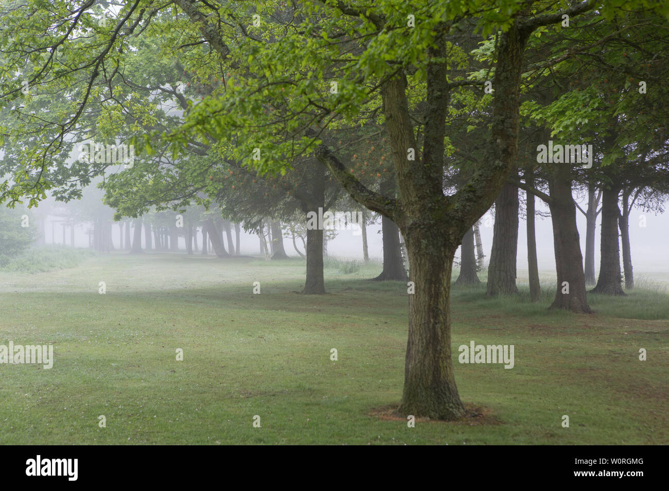 La nebbia avvolge gli alberi in Craigtoun Country Park, St. Andrews Fife, Scozia Foto Stock
