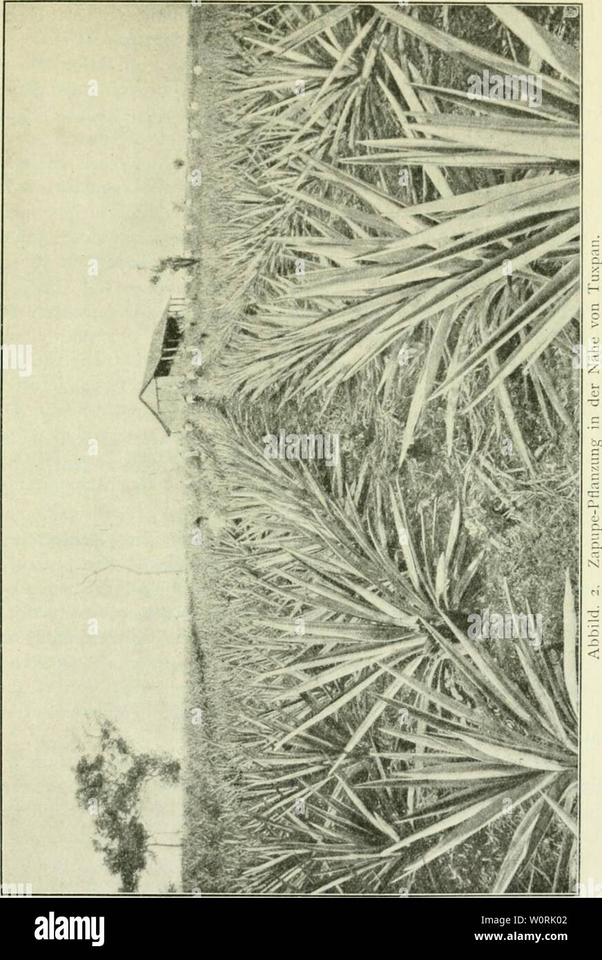 Immagine di archivio da pagina 446 di Der Tropenpflanzer; zeitschrift fr tropische. Der Tropenpflanzer; zeitschrift fr tropische landwirtschaft dertropenpflanze15berl anno: - 241 Bei ciiK-iii von einem l'llun/.er vorgenDninuncn N'ersuch wogen tausend Blätter von Pflanzen dreijährifen 49,5 kg und erzeugten II bis 12 Gramm trockene Faser pro Blatt. Derselbe Pflanzer essere- rechnet eine durchschnittliche Produktion von 18 Gramm trockener Faser pro Blatt bei einem Alter der Pflanze von 4 Jahren. Eine gut Foto Stock