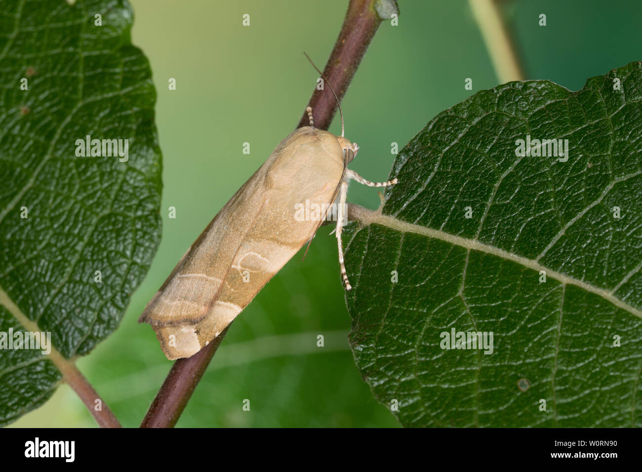 Gelbe Bandeule, Bandeule Bunte Große Bandeule, Noctua fimbriata, Triphaena fimbria, Agrotis fimbria, ampio bordato di giallo, Underwing Eulenfalter, n. Foto Stock