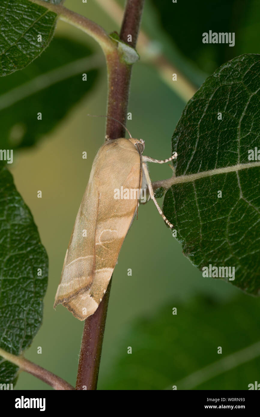 Gelbe Bandeule, Bandeule Bunte Große Bandeule, Noctua fimbriata, Triphaena fimbria, Agrotis fimbria, ampio bordato di giallo, Underwing Eulenfalter, n. Foto Stock