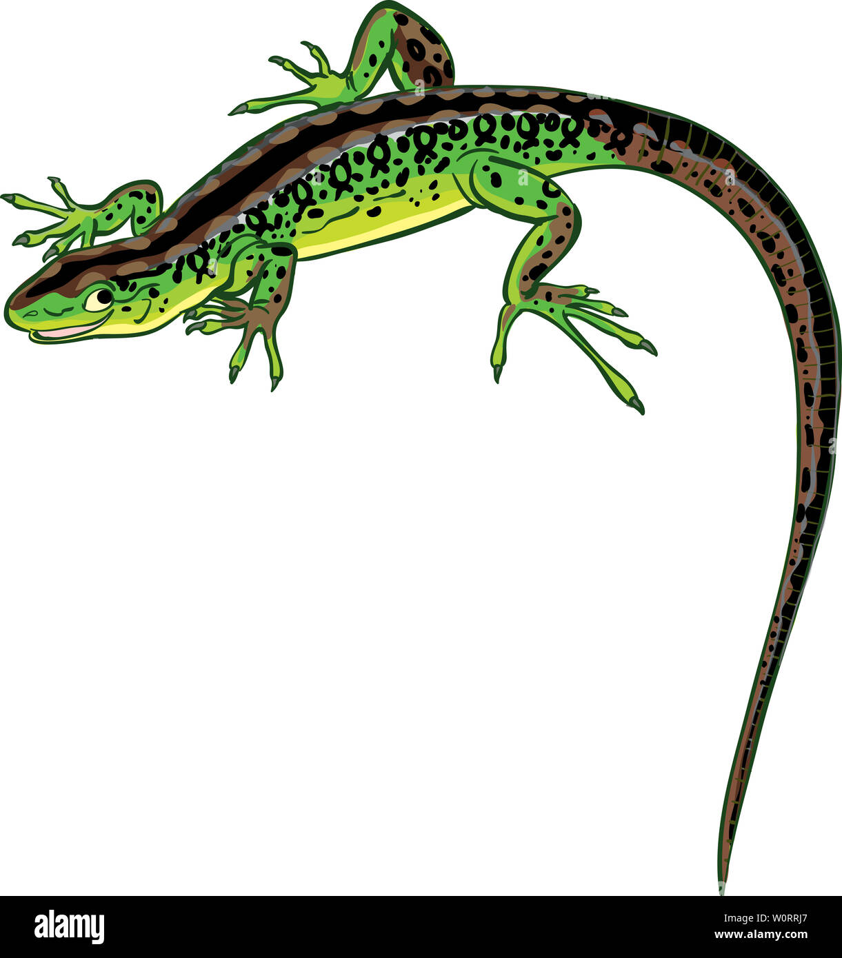 Lucertola verde con una lunga coda sorrisi Foto Stock