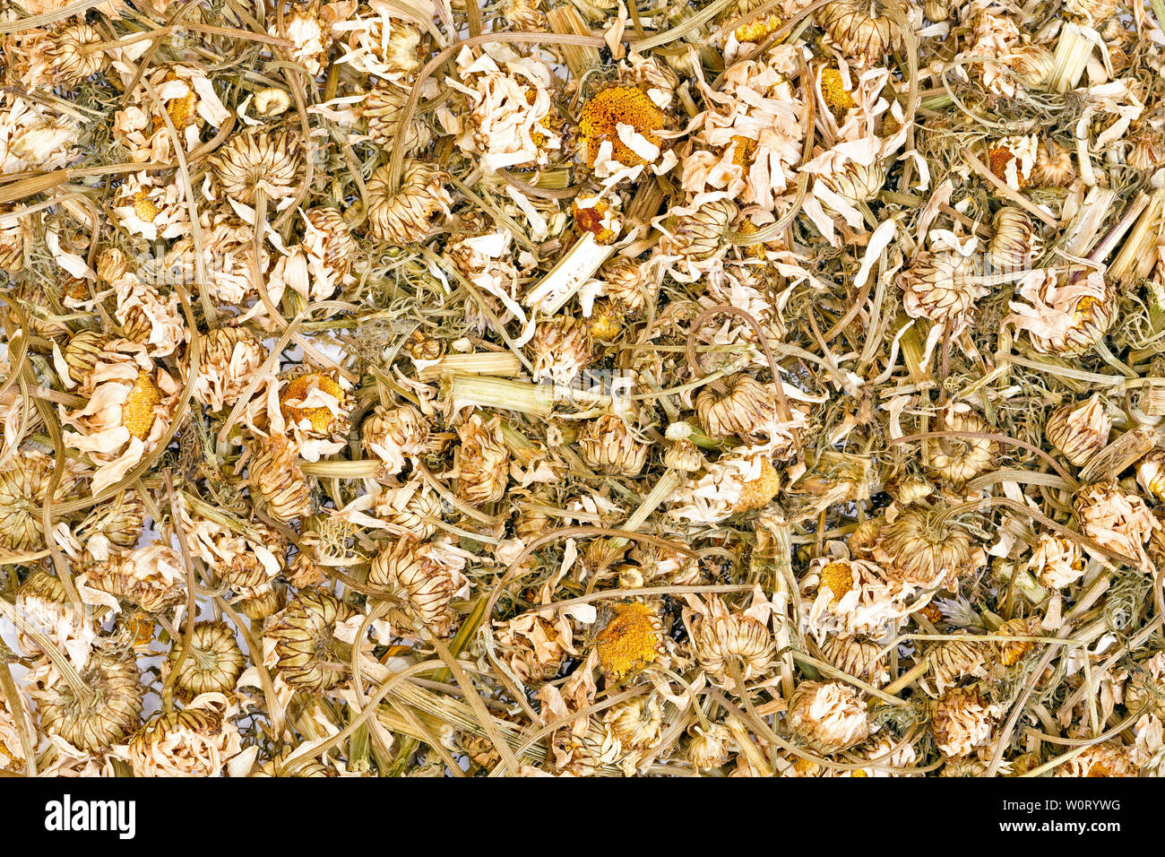 Sullo sfondo di un organico di camomilla tè alle erbe. Foto Stock