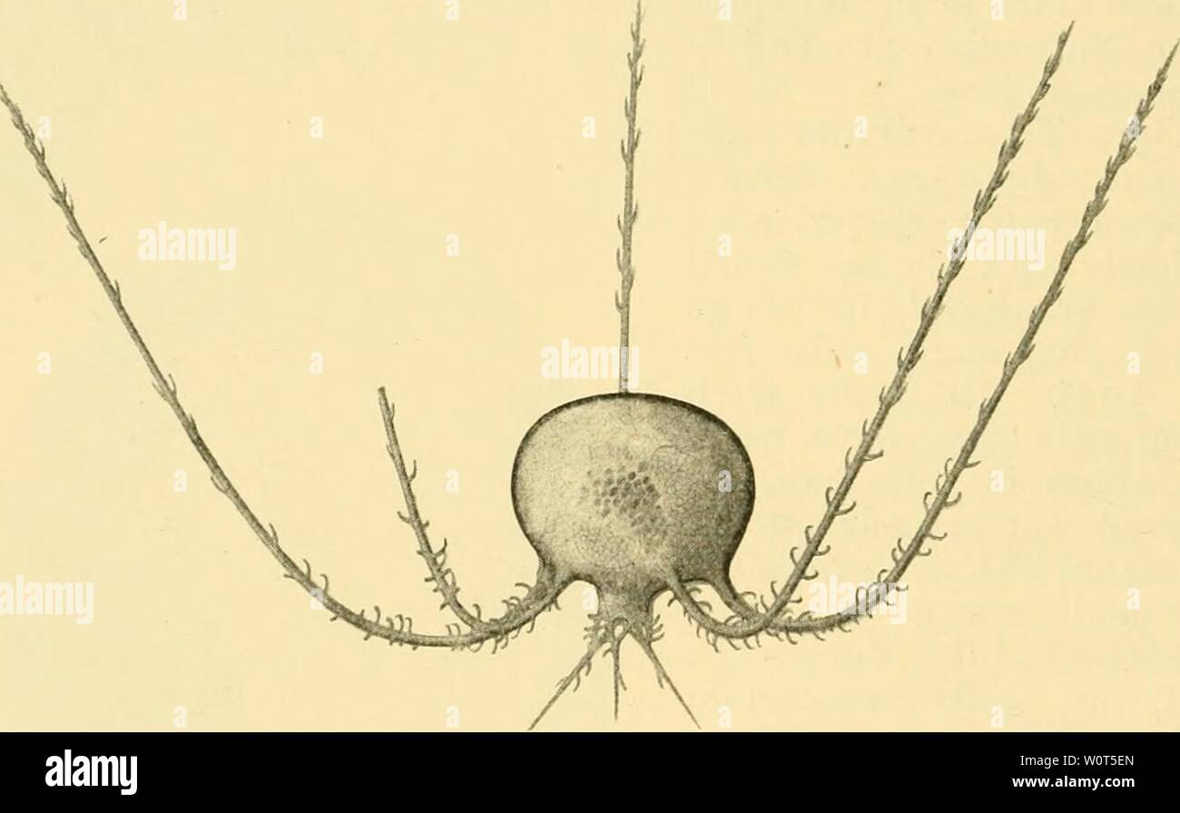 Immagine di archivio da pagina 603 della profondità dell'oceano. La profondità del mare : un conto generale della scienza moderna di oceanografia in gran parte basato su ricerche scientifiche del norvegese vaporizzatore Michael Sars nel Nord Atlantico depthsofoceangen00murr Anno: 1912 568 abissi dell'oceano (4) un strato abissale (1500 a 5000 metri), in cui la grande Challengeridse {Frotocystis fiaresi, P. thomsoni) sono trovati. Il animali multicellulari sono tutti rappresentati tra le forme pelagiche, dal medusae ai pesci. Iniziare con i celenterati si possono menzionare i Medusae, il Siphono Foto Stock