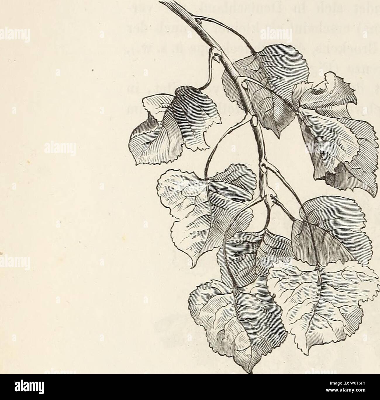 Immagine di archivio da pagina 613 di Der baum (1860). Der baum derbaum00scha Anno: 1860 Fig. 201. Blattstand der Schwarzpappel (Populus nigra). Fig. 202. Astbau der Zitterpappel (Populus tremula). Foto Stock