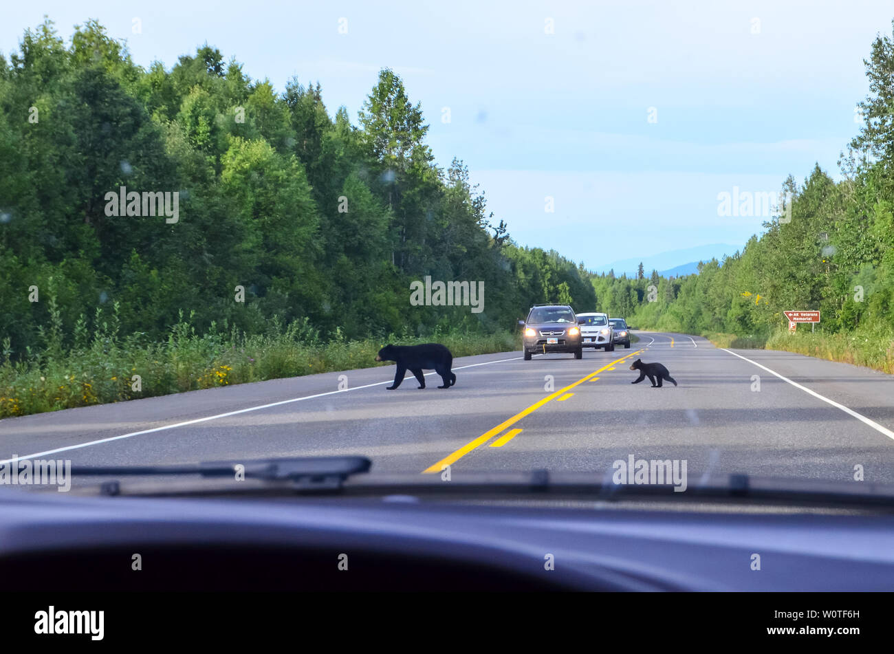 Orso nero con piccolo bimbo cub attraversando george parks highway road nel Denali State Park, Alaska, Stati Uniti, Nord America. Foto Stock