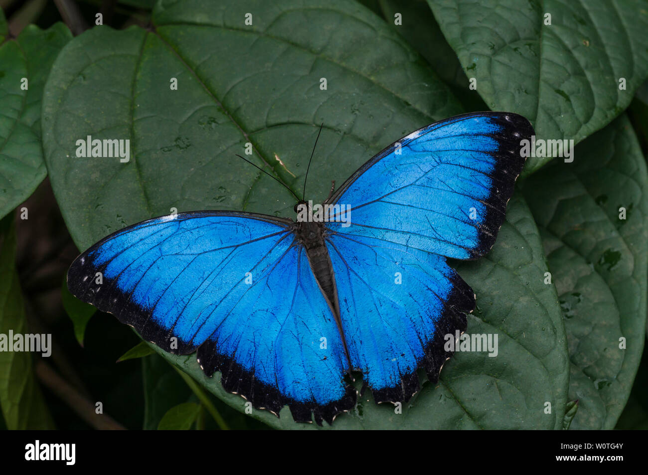 Il Blauer Morpho, morfo granadensis sitz auf einem Blatt. Foto Stock