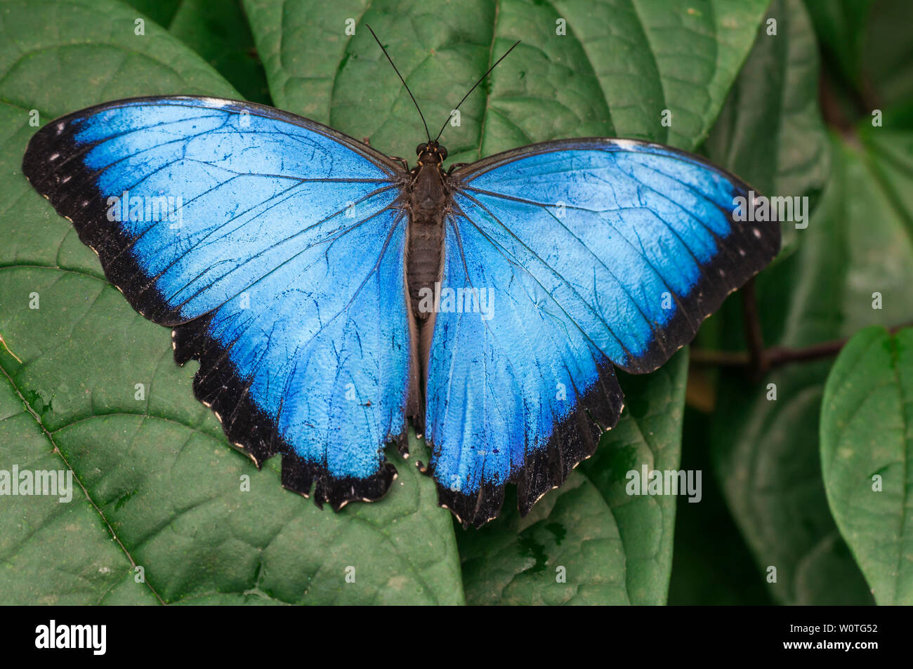 Il Blauer Morpho, morfo granadensis sitz auf einem Blatt. Foto Stock