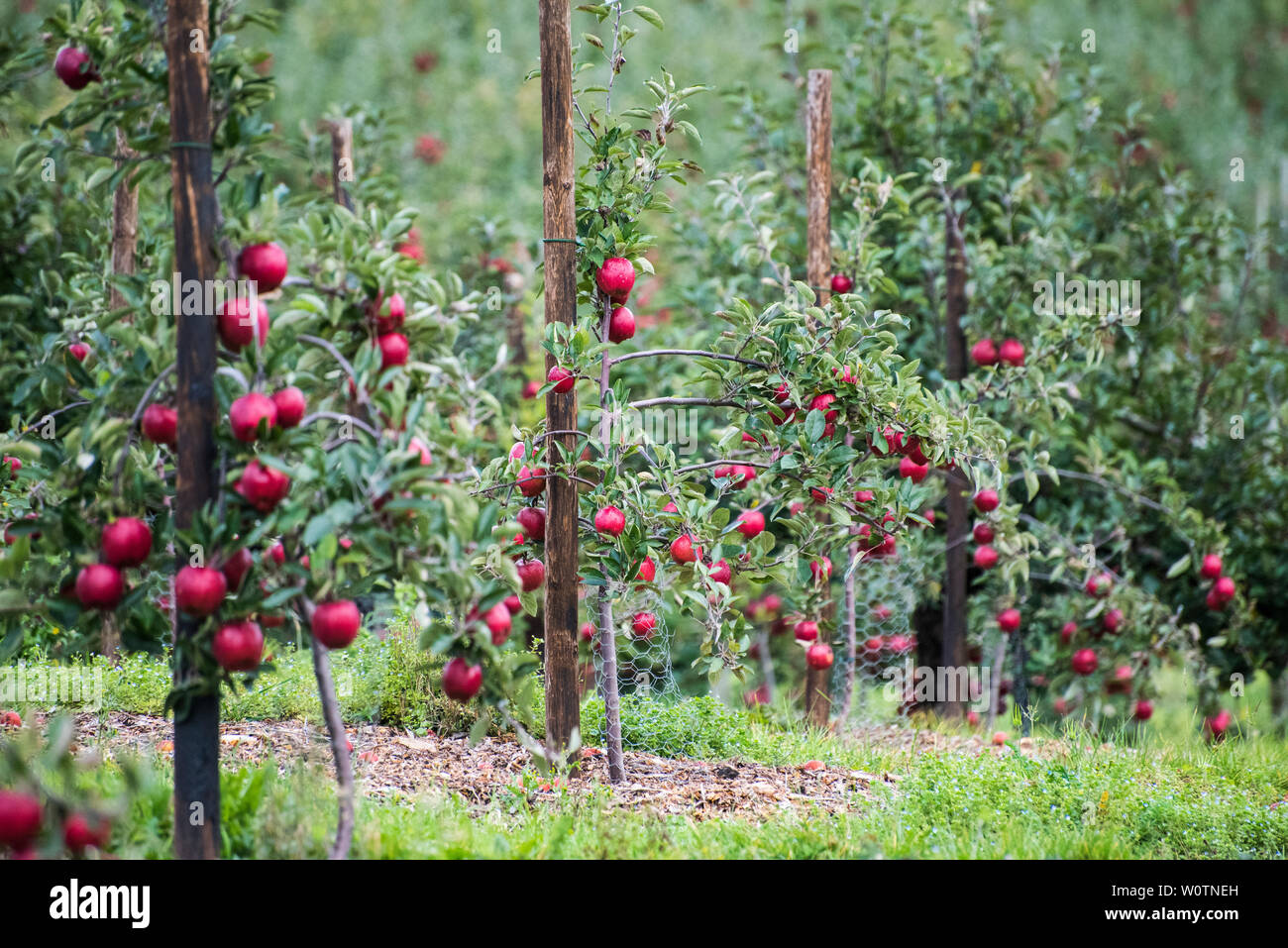 La Braeburn meli in un frutteto con frutti maturi Foto Stock