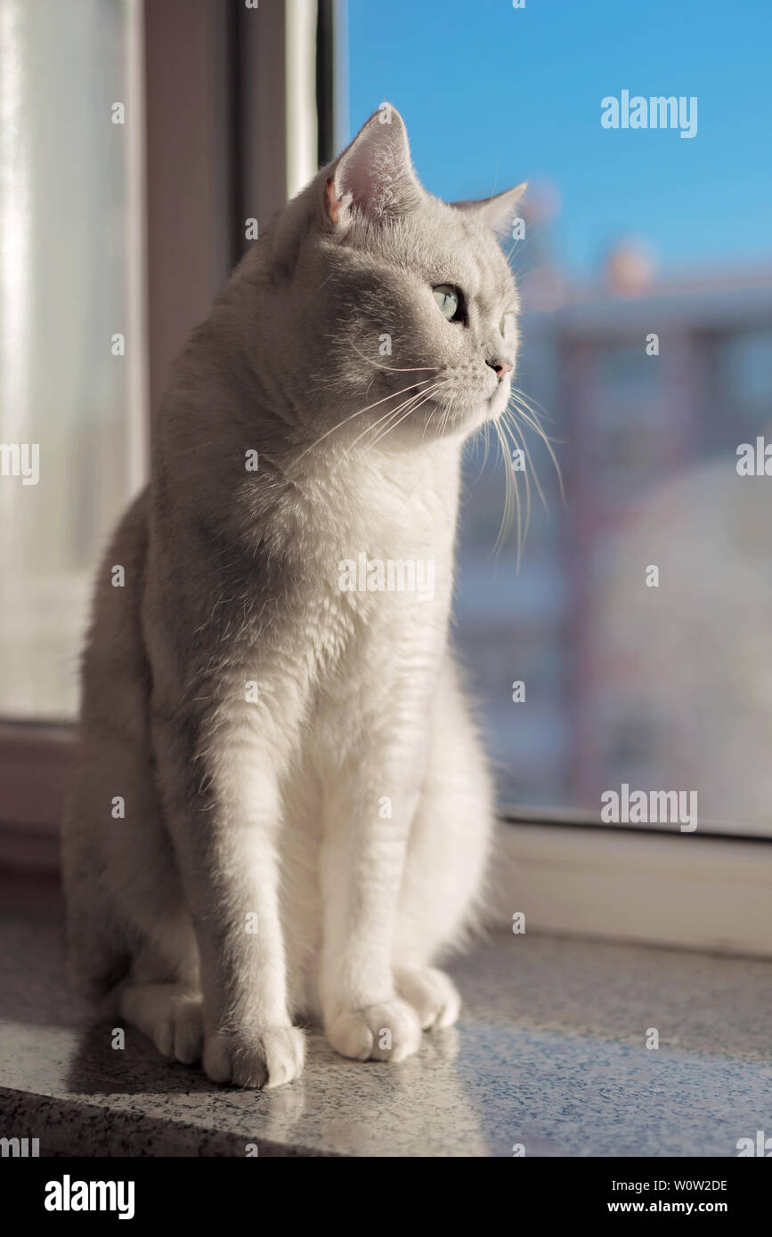 Cat breve gradiente argento Foto Stock