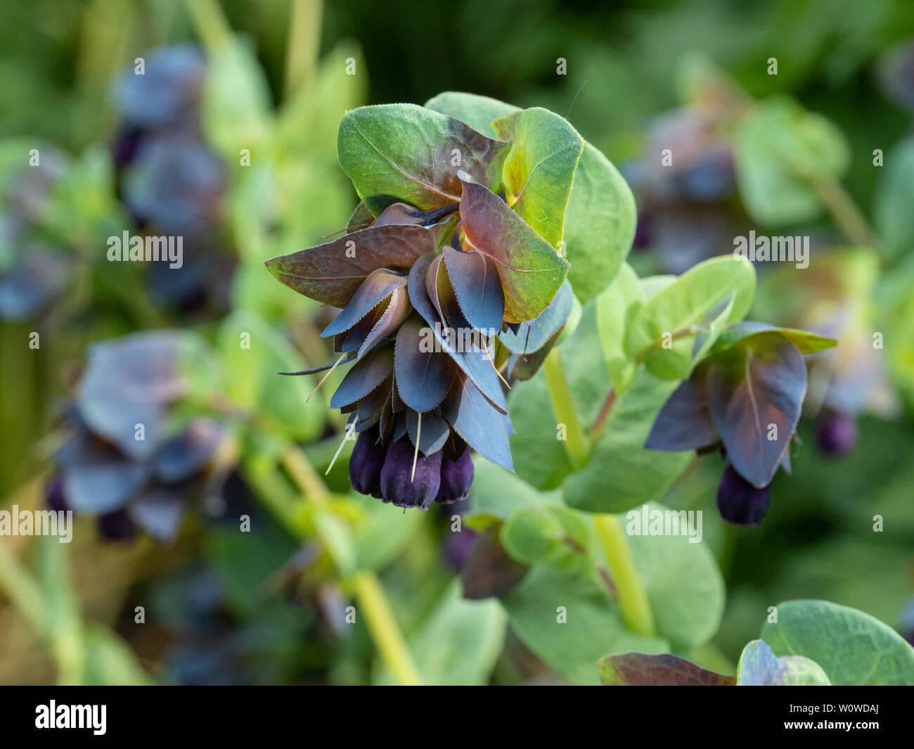 Una chiusura del Deep Purple fiore di Cerinthe purpurescens principali Foto Stock