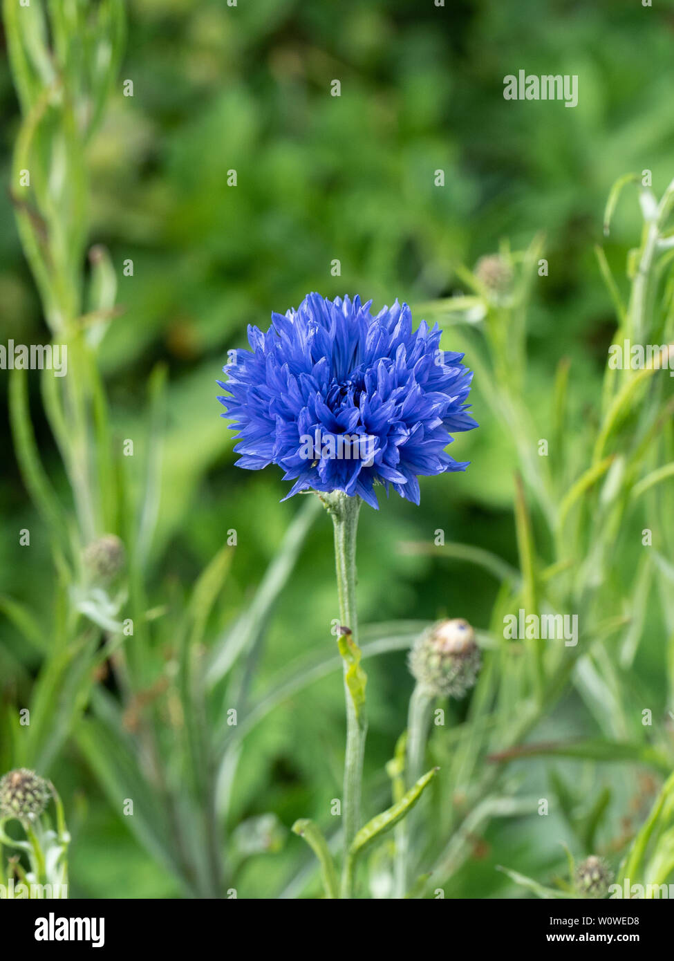 Un unico profondo blu fiore fiordaliso Centaurea cyanus Foto Stock