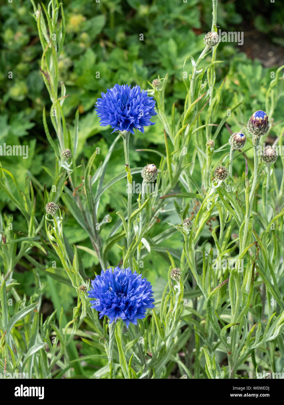 Il blu profondo dei fiori di cornflowerCentaurea cyanus Foto Stock