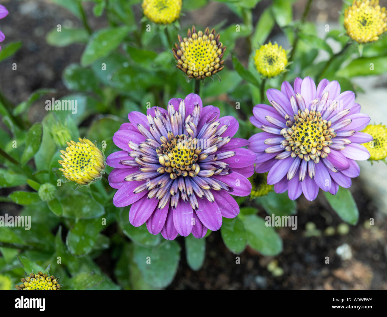 Una chiusura di un fiore del doppio viola Ostespermum doppie luminose viola Foto Stock