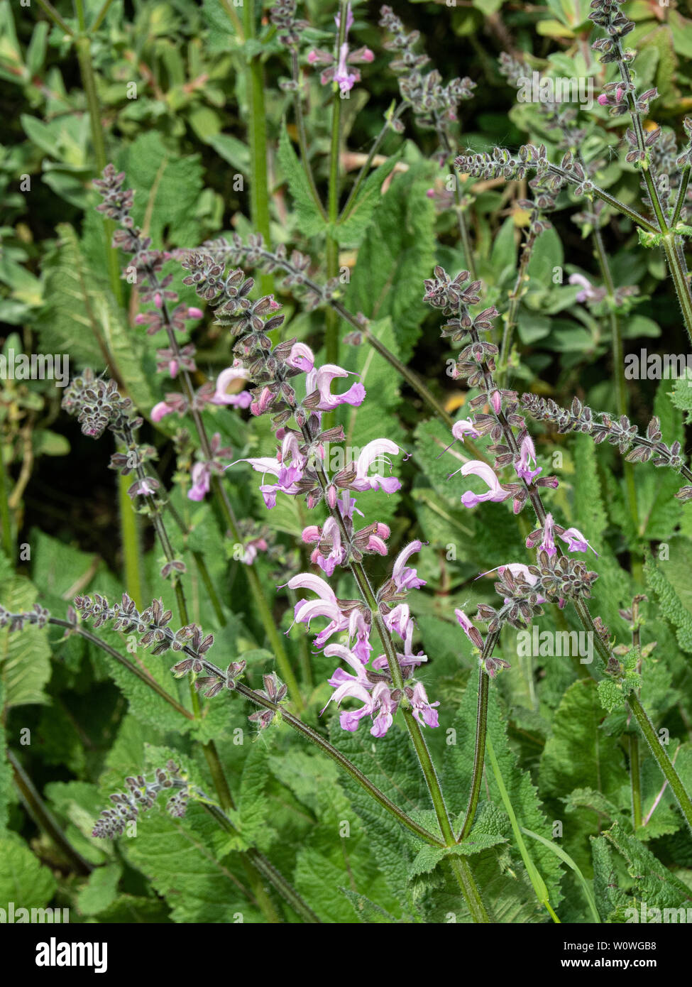 Una rosa fioritura spike di Salvia pratensis delizia rosa Foto Stock