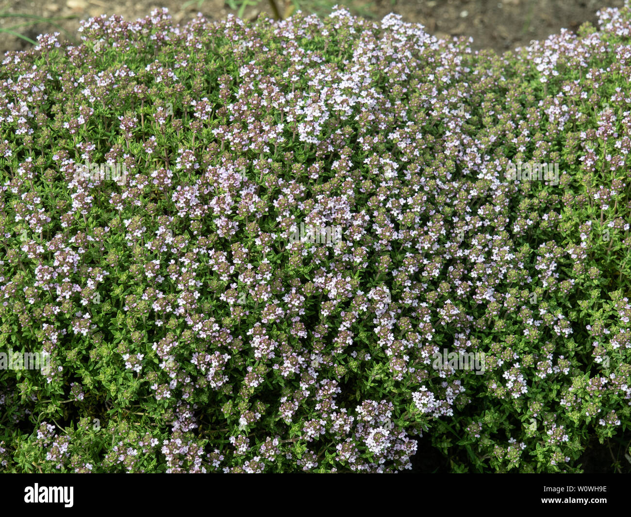 Una siepe bassa di Thumus vulgaris che mostra i fiori di colore rosa che sono molto attraenti per le api Foto Stock