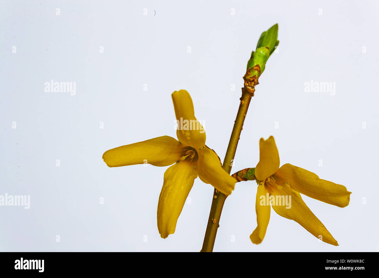 Die Forsythie ist ein Ölbaumgewächse (Oleaceae | Piante ornamentali) Sie ist nicht natürlich vorkommend, die Elternarten stammen aus und Cina Corea. Coltivazione è un olio vegetale ad albero (Oleaceae | Piante ornamentali) non è naturale, i tipi di genitori provengono dalla Cina e Corea. Foto Stock