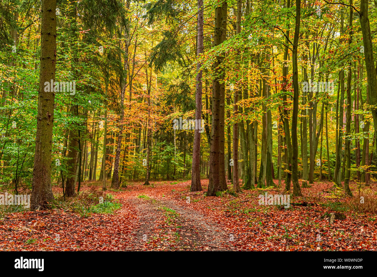 Incredibile verde e marrone Bosco in autunno, Polonia Foto Stock