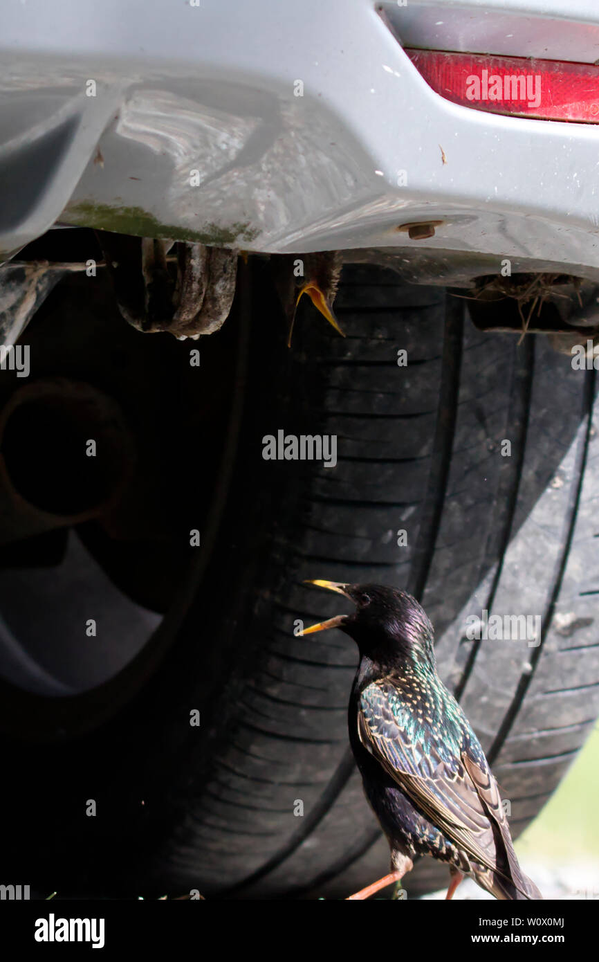 Starling pulcini di alimentazione nella parte inferiore della macchina Foto Stock