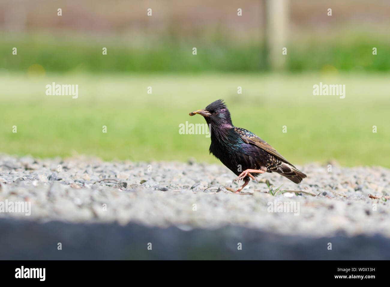 Starling camminando con grub in bocca Foto Stock