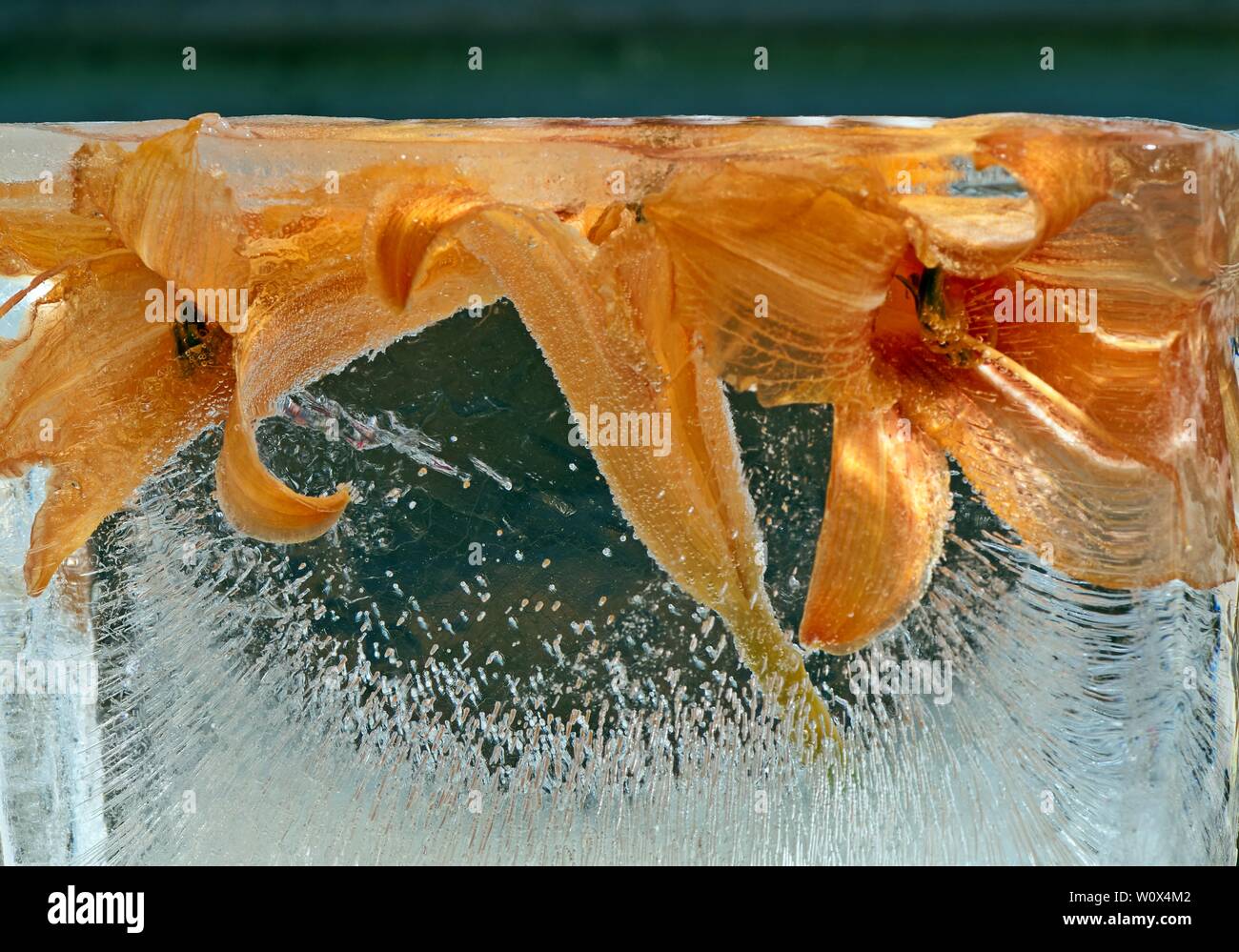 Arancia congelati daylily Hemerocallis fulvaflowers in un cubo di ghiaccio.texture di ghiaccio.ghiaccio con fiori.astratto sfondo floreale Foto Stock