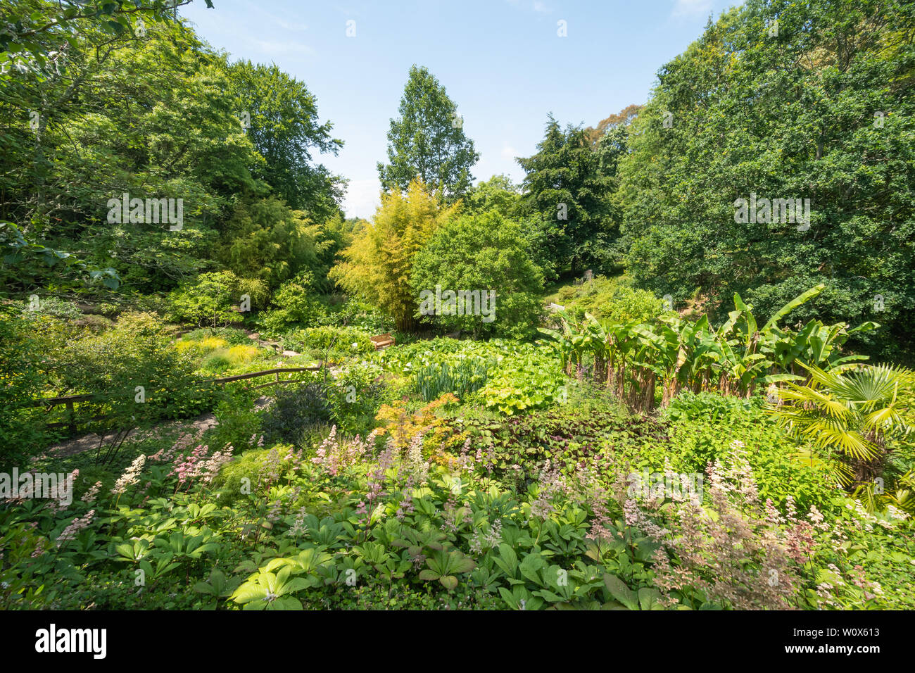 Sir Harold Hillier giardini (Arboretum) in una giornata di sole durante i mesi di giugno, Hampshire, Regno Unito. Il BOG garden. Foto Stock