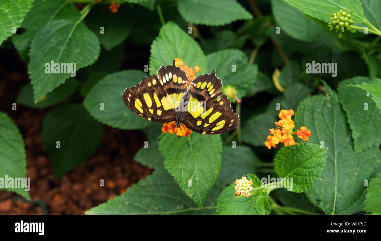Butterfly con luminosi di colore verde e grigio nero pattern sul parafango Foto Stock