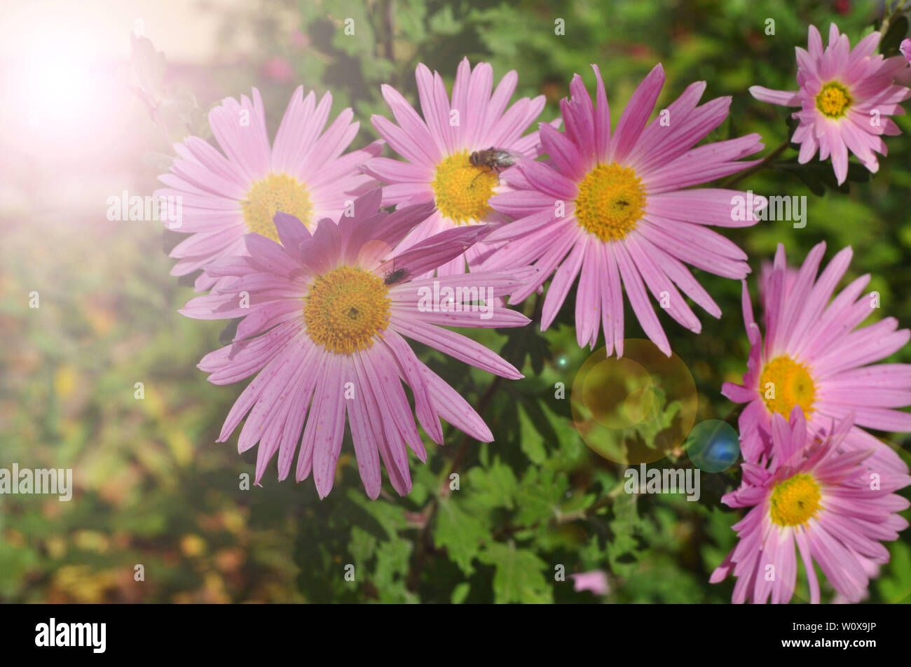 Un vicino la foto di un mazzetto di rosa scuro fiori di crisantemo con centri di colore giallo e bianco suggerimenti su i loro petali. Foto Stock