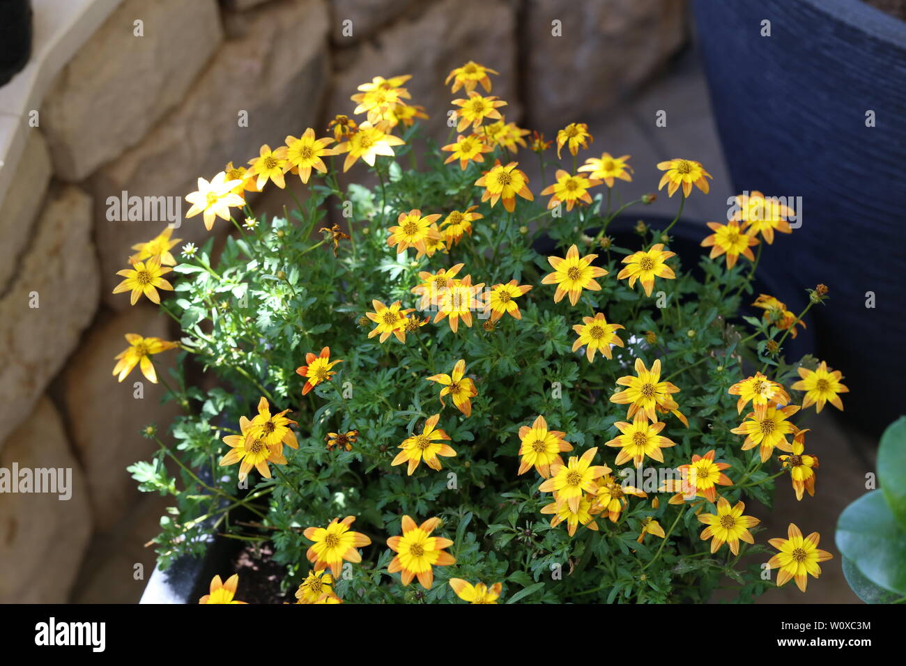 Bei fiori gialli nel giardino di casa. Foto Stock