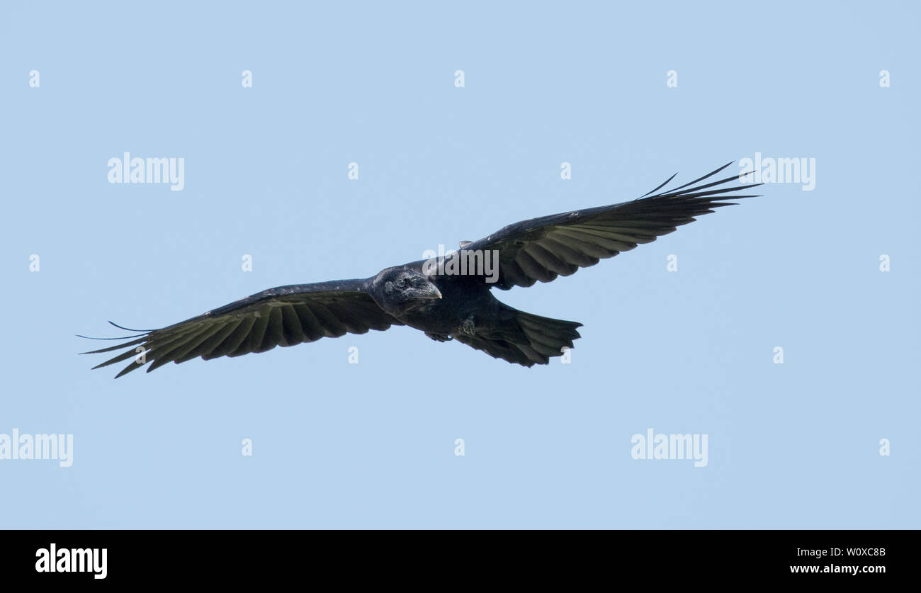 Corvo Imperiale (Corvus corax) Foto Stock