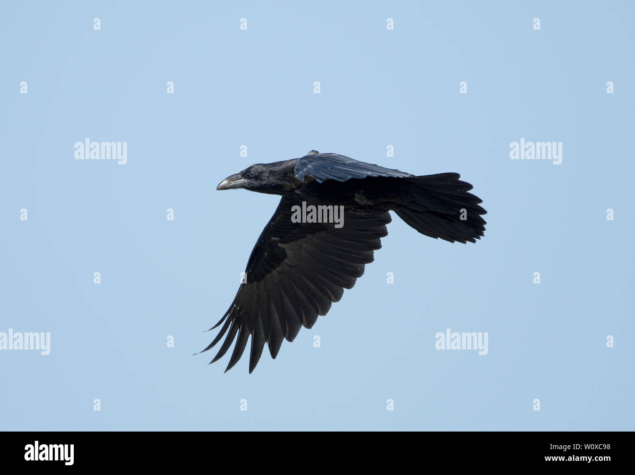 Corvo Imperiale (Corvus corax) Foto Stock